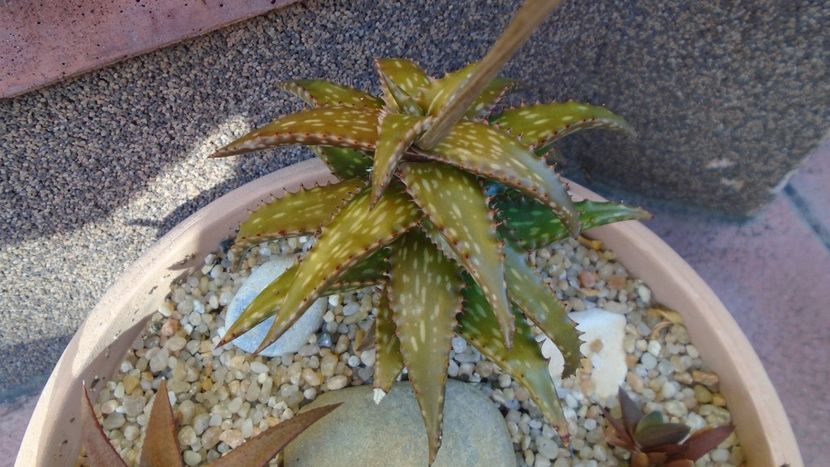 Aloe somaliensis - Suculente 2020