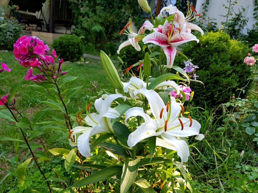 Phlox Fondant Fancy - 2020_Crini