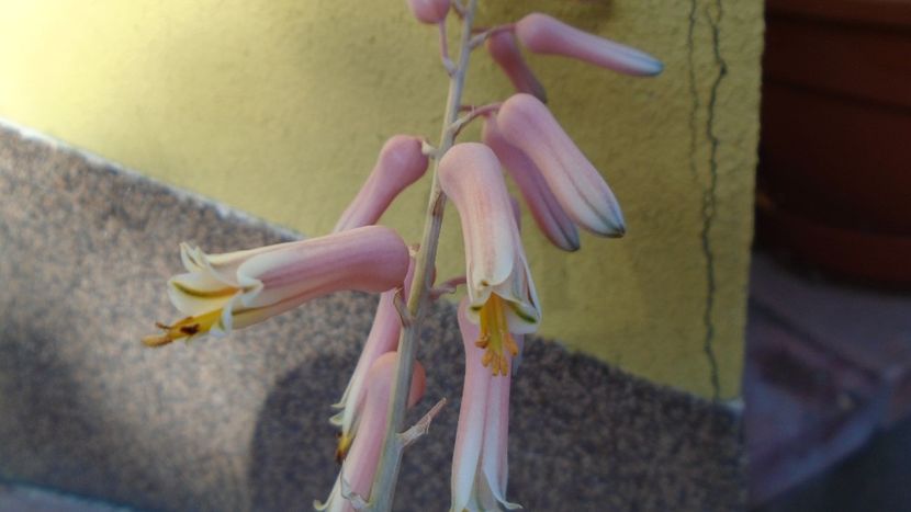 Aloe somaliensis - Suculente 2020