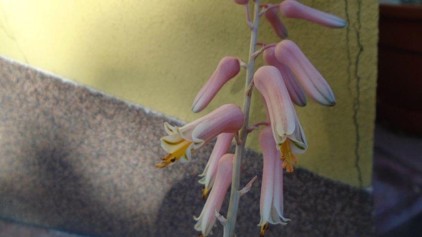 Aloe somaliensis - Suculente 2020