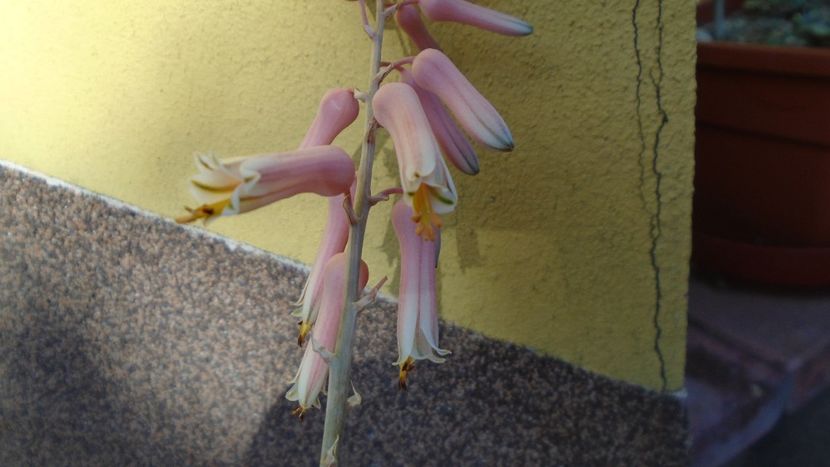 Aloe somaliensis - Suculente 2020