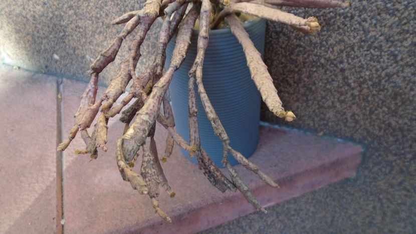 Euphorbia platyclada - Suculente 2020