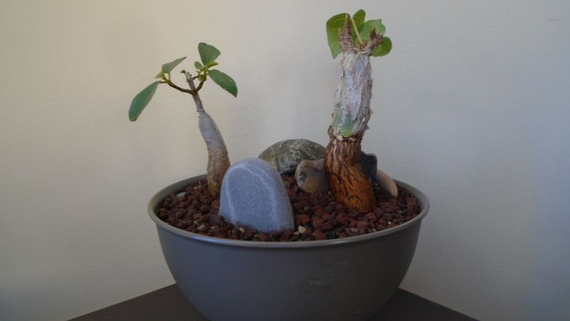 Ficus abutilifolia & Ficus burkei - Caudiciforme - pachycaule si bulboase 2020