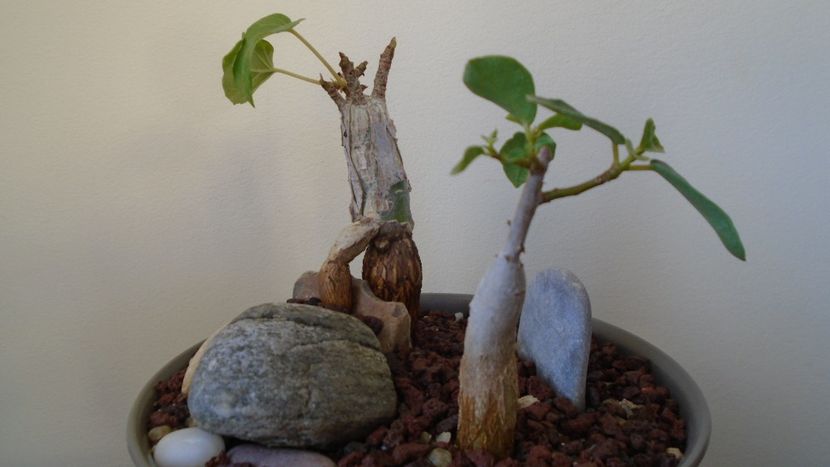 Ficus abutilifolia & Ficus burkei - Caudiciforme - pachycaule si bulboase 2020
