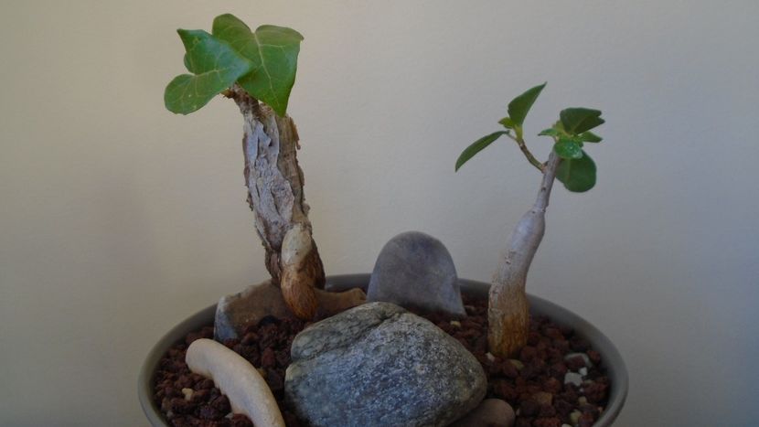 Ficus abutilifolia & Ficus burkei - Caudiciforme - pachycaule si bulboase 2020