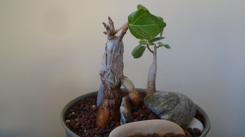 Ficus abutilifolia & Ficus burkei - Caudiciforme - pachycaule si bulboase 2020