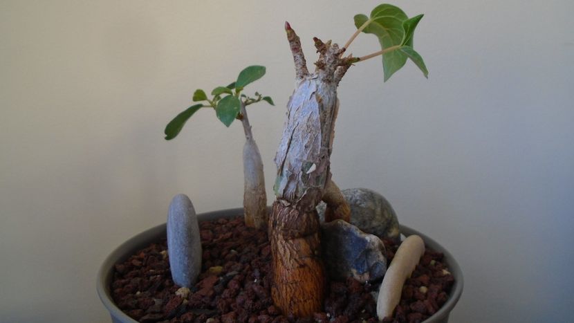 Ficus abutilifolia & Ficus burkei - Caudiciforme - pachycaule si bulboase 2020