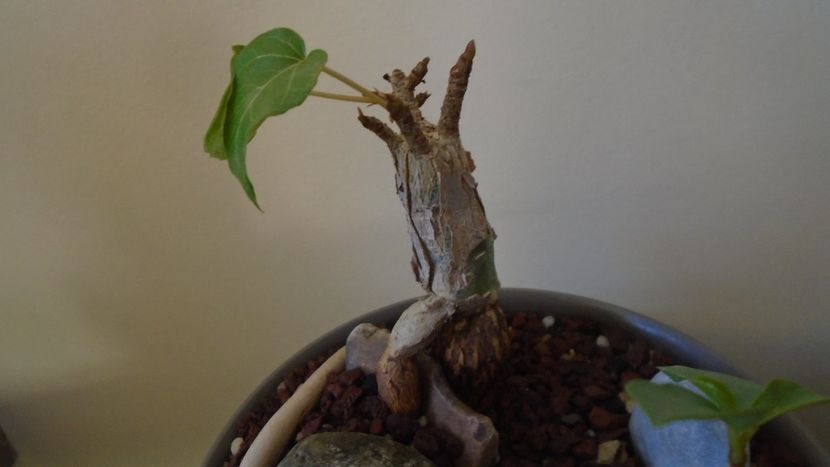 Ficus abutilifolia - Caudiciforme - pachycaule si bulboase 2020