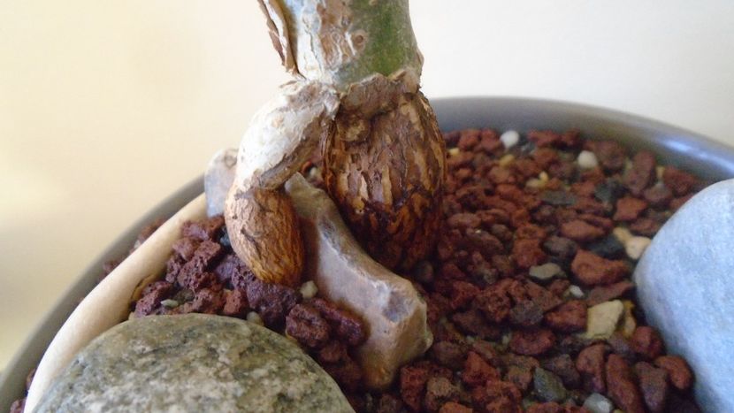 Ficus abutilifolia - Caudiciforme - pachycaule si bulboase 2020