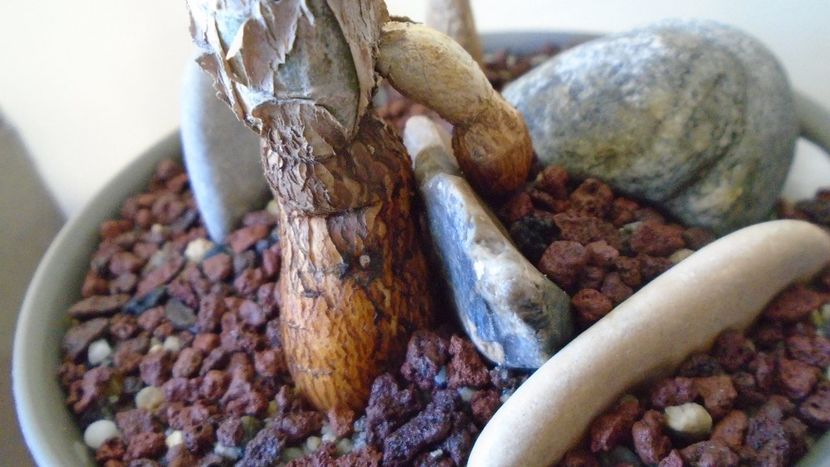 Ficus abutilifolia - Caudiciforme - pachycaule si bulboase 2020