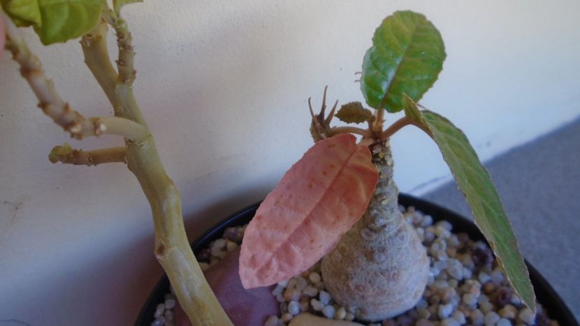 Dorstenia foetida - Caudiciforme - pachycaule si bulboase 2020