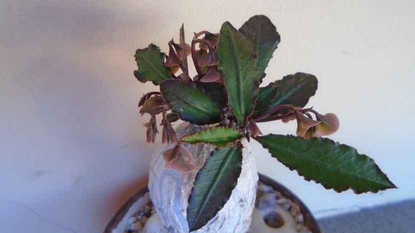 Euphorbia suzannae-marnierae - Caudiciforme - pachycaule si bulboase 2020