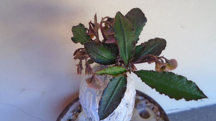 Euphorbia suzannae-marnierae - Caudiciforme - pachycaule si bulboase 2020