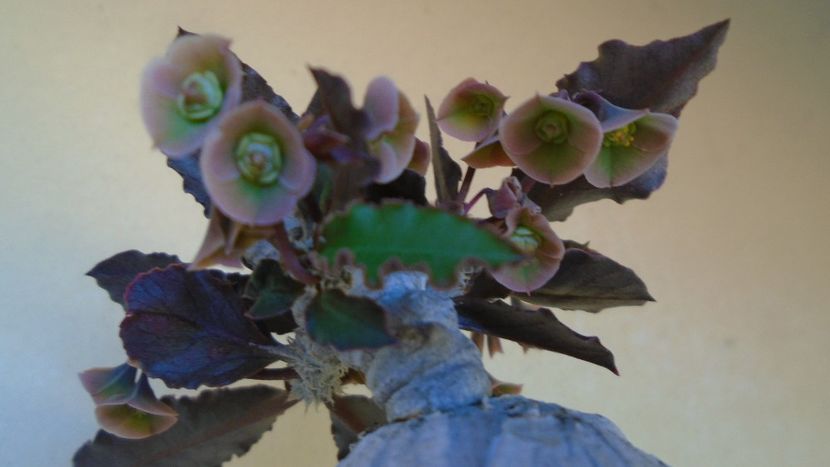 Euphorbia suzannae-marnierae - Caudiciforme - pachycaule si bulboase 2020