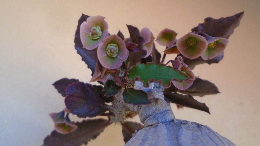 Euphorbia suzannae-marnierae - Caudiciforme - pachycaule si bulboase 2020