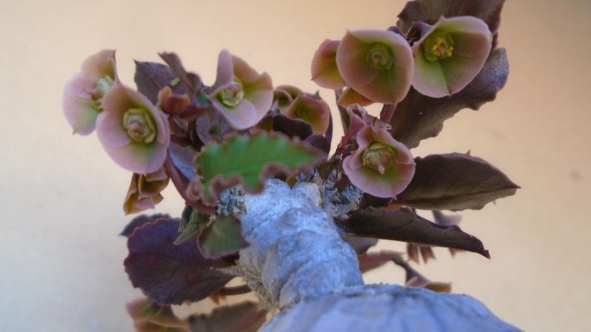 Euphorbia suzannae-marnierae - Caudiciforme - pachycaule si bulboase 2020