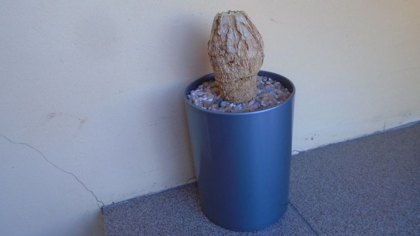Momordica rostrata - Caudiciforme - pachycaule si bulboase 2020