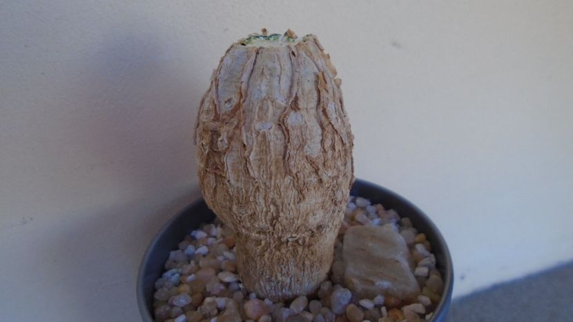 Momordica rostrata - Caudiciforme - pachycaule si bulboase 2020