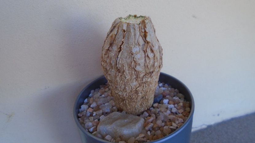 Momordica rostrata - Caudiciforme - pachycaule si bulboase 2020