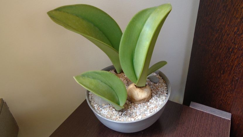 Rauhia peruviana - Caudiciforme - pachycaule si bulboase 2020