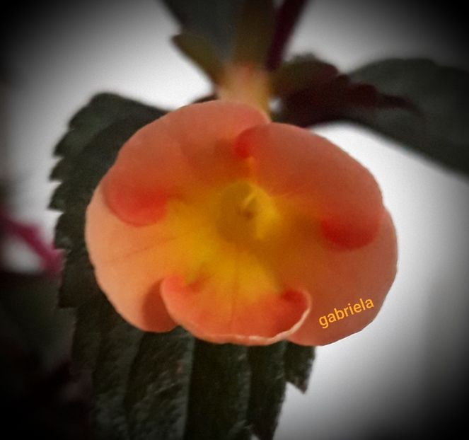 RFS Tequila Sunrise - Achimenes