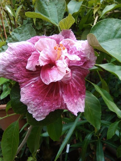  - Hibiscus Early Morning