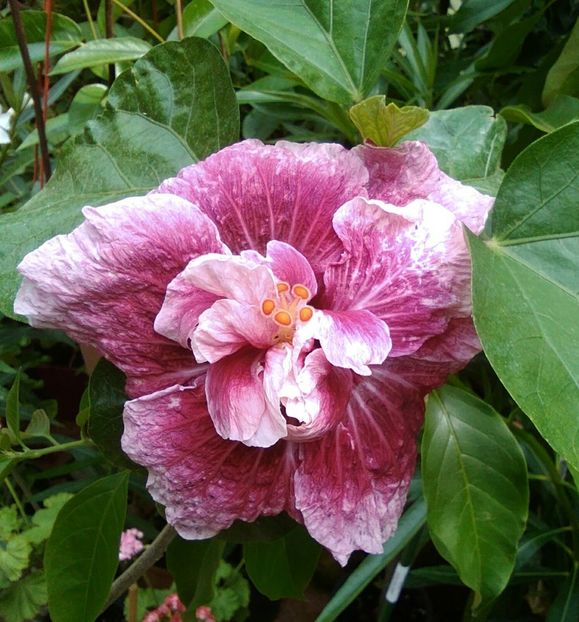  - Hibiscus Early Morning