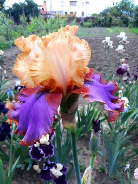 AU SOMMET - 0-IRISI 2020 II