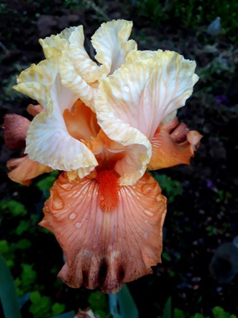 IMPULSIVE - 0-IRISI 2020 II