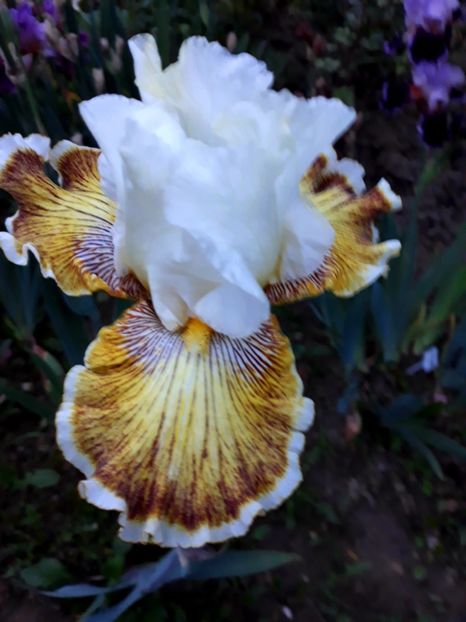 SPRING HADNESS- - 0-IRISI 2020 II