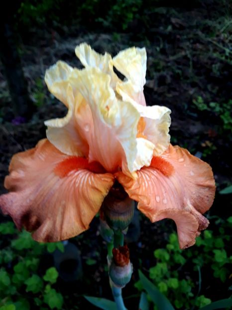 IMPULSIVE - 0-IRISI 2020 II