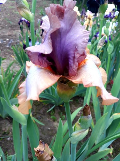 EATHBORN - 0-IRISI 2020 II