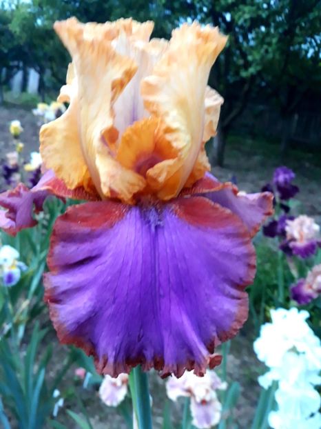 AU SOMMET - 0-IRISI 2020 II