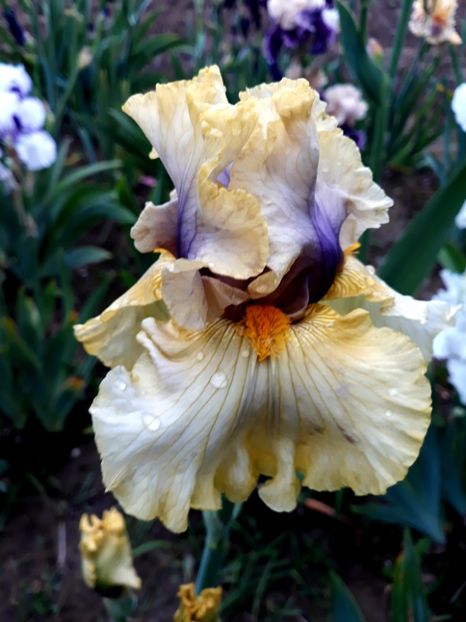 TRADE SECRET - 0-IRISI 2020 II