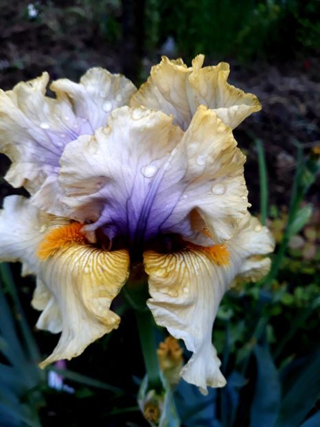 TRADE SECRET - 0-IRISI 2020 II