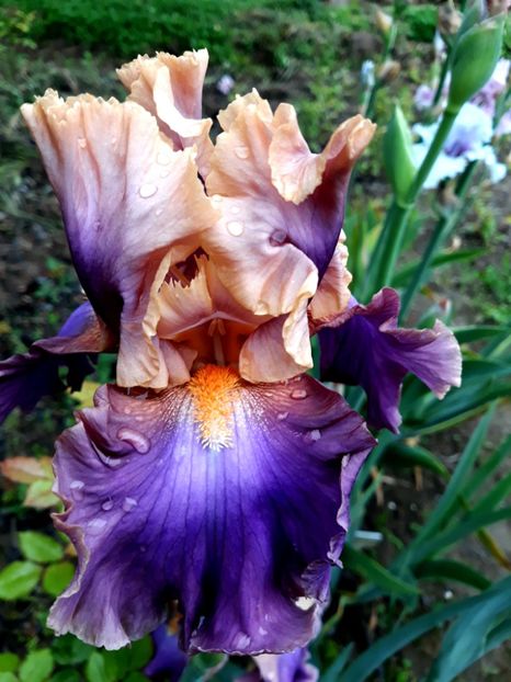 CHASING RAINBOWS - 0-IRISI 2020 II