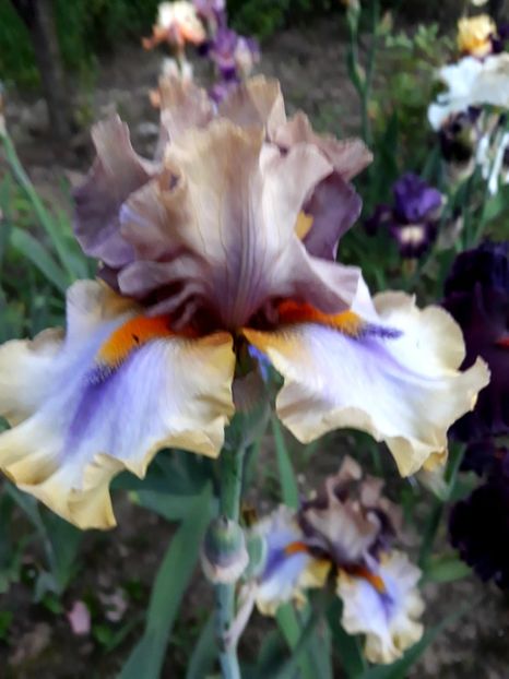 KARIBIK - 0-IRISI 2020 II