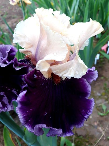 ASTROBUBLESS - 0-IRISI 2020 II