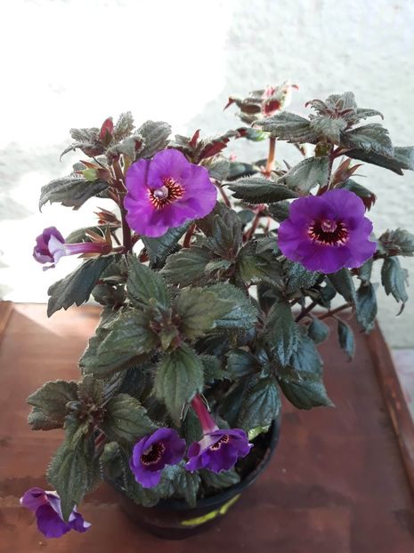 2020 - 001 2021 - Caprice