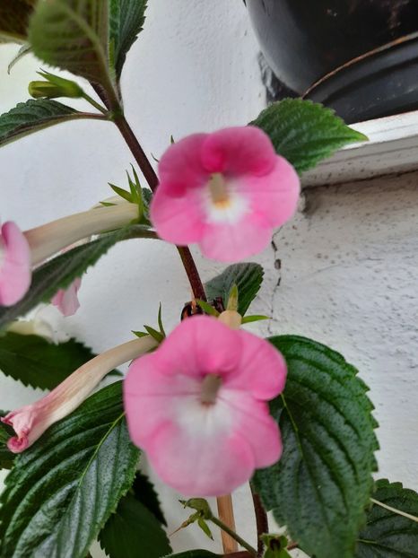  - BRID-S DORNROSCHEN