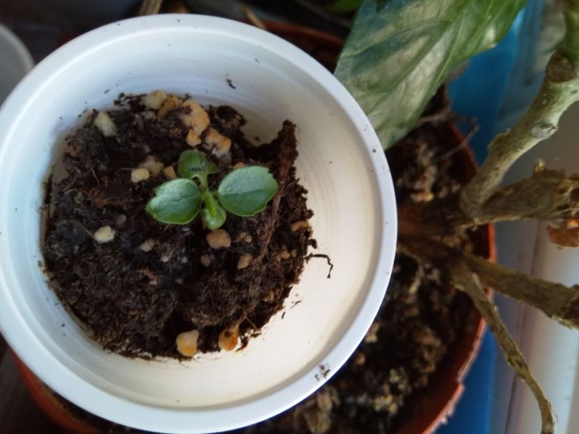  - Semințe de hibiscus