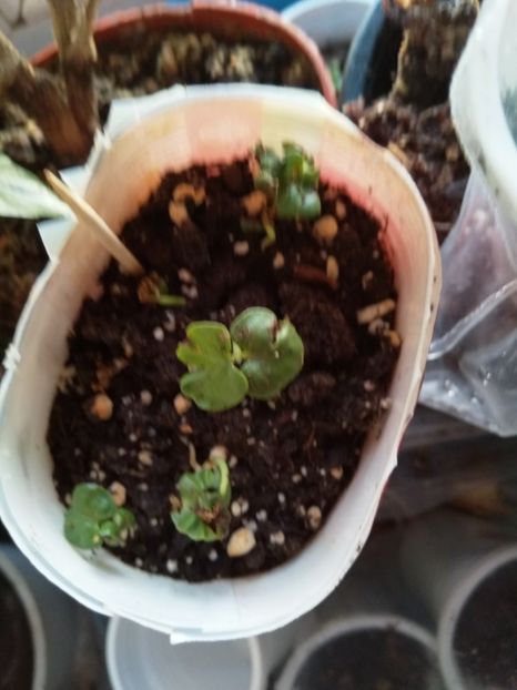  - Semințe de hibiscus