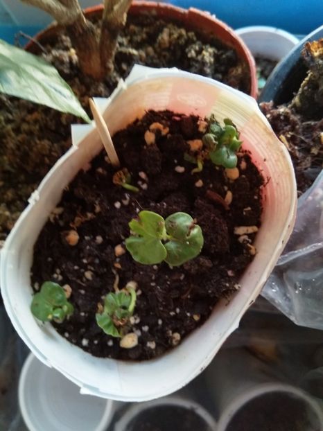  - Semințe de hibiscus