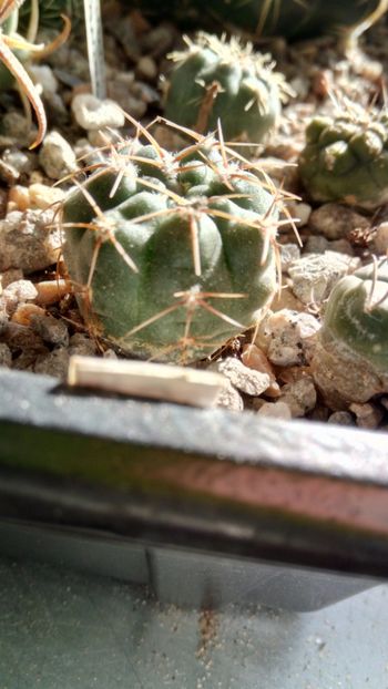 G. kroelini WR805 - Gymnocalycium