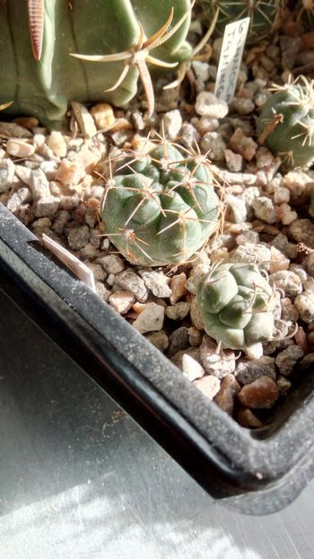 G. kroelini WR805 - Gymnocalycium