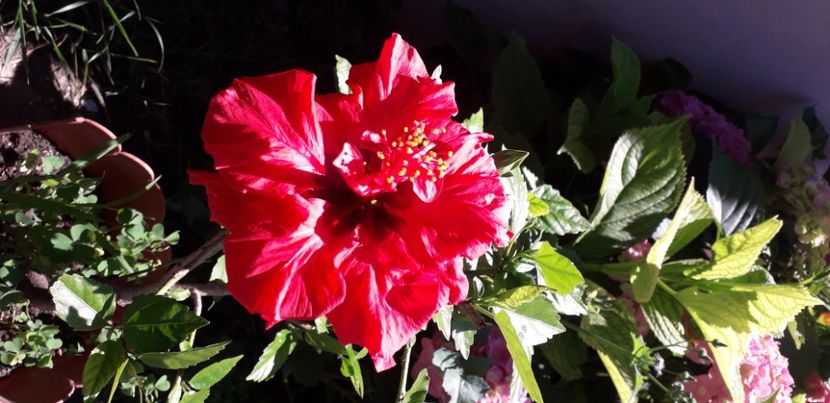 20200709_133211(0) - Hibiscus