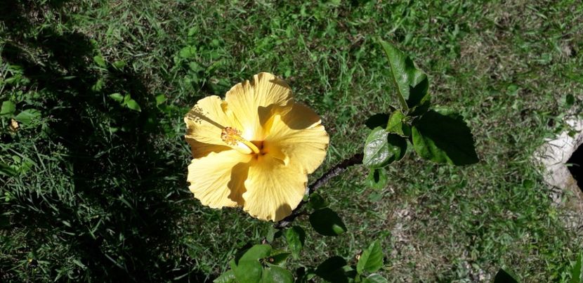  - Hibiscus