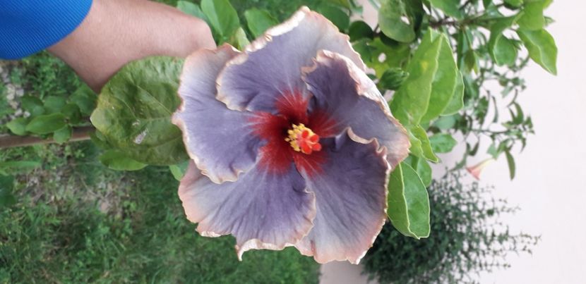  - Hibiscus