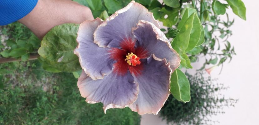  - Hibiscus
