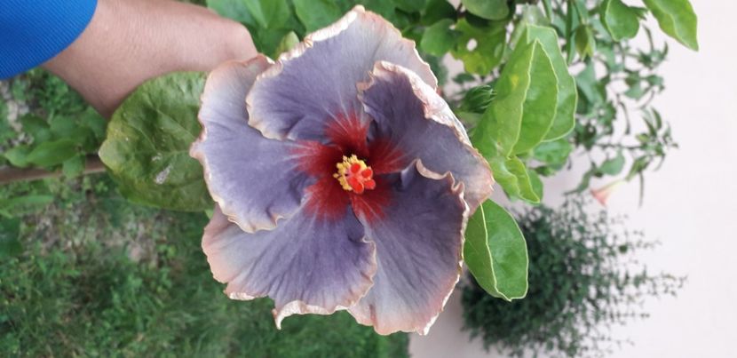  - Hibiscus